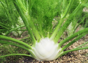  coltivare finocchi, coltivazione finocchi