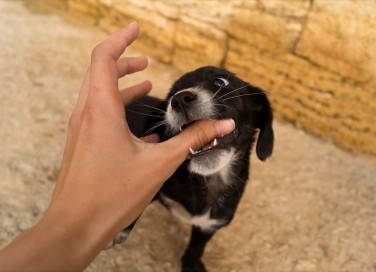 sogno, cane, morso