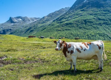 sognare mucca, sognare mucche, cosa significa sognare mucca