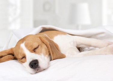 cane, dorme, piange