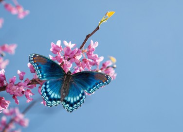 fiori che attirano farfalle, fiori preferiti da farfalle, cibo per farfalle