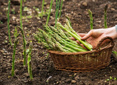 coltivare asparagi, coltivazione asparagi