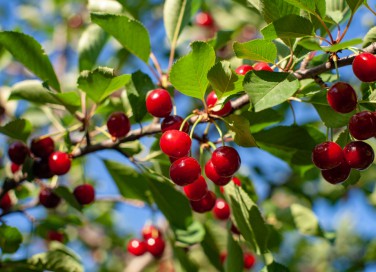come coltivare ciliegie, coltivazione ciliegie