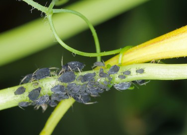 come eliminare afidi neri piante, afidi piante rimedi, come eliminare afidi neri