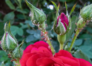 come togliere pidocchi rose, come togliere afidi rose, afidi rose, pidocchi rose