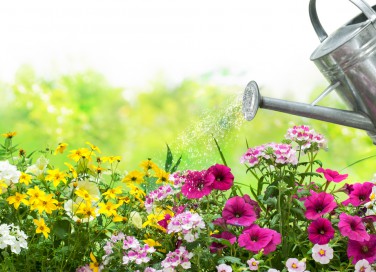 come togliere calcare acqua piante, come eliminare calcare acqua piante, togliere calcare acqua piante