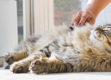 gatto, vomita spesso pelo, cosa fare