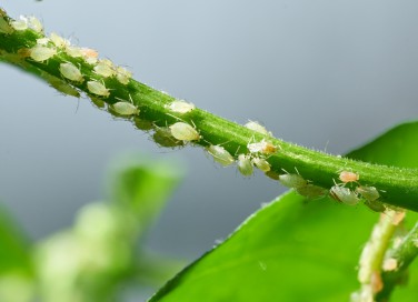 afidi cosa sono, afidi come riconoscerle, pidocchi piante