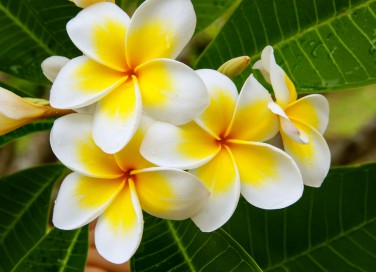 coltivare plumeria, coltivare frangipane, coltivare pomelia