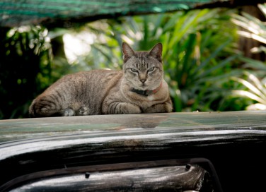  come allontanare gatti auto, gatti auto