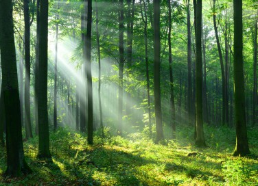 frasi alberi, citazioni alberi, aforismi alberi