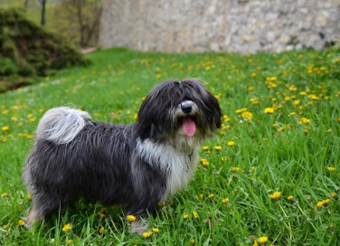 cani che non perdono il pelo