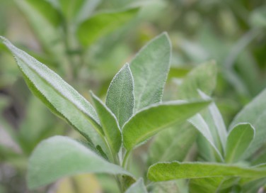 come si coltiva salvia, come coltivare salvia, coltivazione salvia
