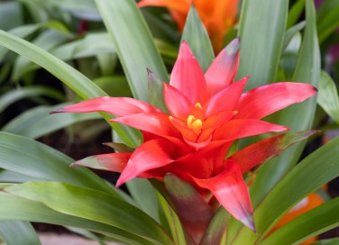 coltivare guzmania, guzmania cura, guzmania mantenimento