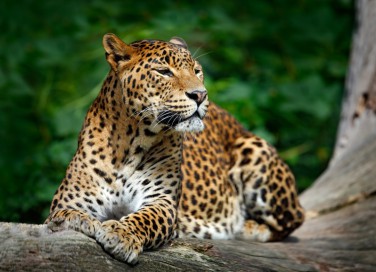 animali solitari, niente branco, chi sono