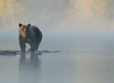 sognare, orso, interpretazione