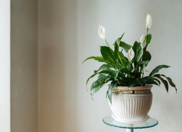 come curare spatifillo, come coltivare spatifillo, curare spatifillo