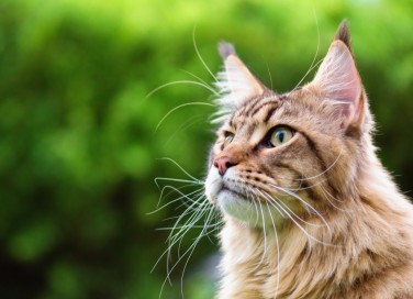 gatti, razze, grandi
