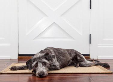 come aggiustare porta mangiata cane, come aggiustare porta, riparare porta