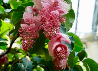 come curare medinilla, come coltivare medinilla