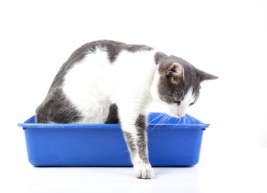 come togliere odore pipì gatto pavimento, togliere odore pipì gatto