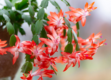 cactus natale come farlo rifiorire, schlumbergera come far rifiorire, cactus natale fiorire