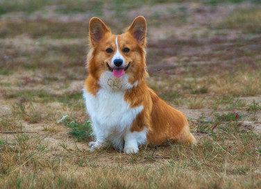 pembroke welsh corgi, cani gallesi, razza canina