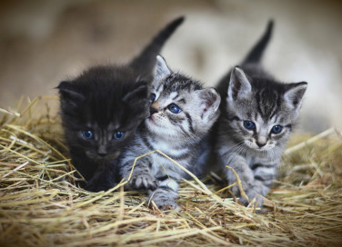 sognare tanti gatti, significato, interpretazione