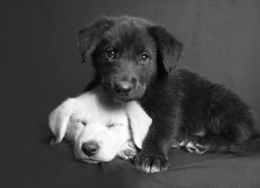 sognare, cane bianco o nero, interpretazione sogno