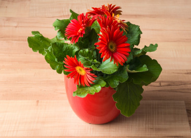 coltivare gerbera, cura gerbera