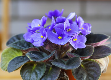 come coltivare violette africane, coltivare saintpaulia, coltivare violette