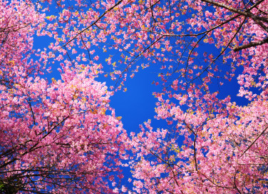 sfondi desktop primavera gratis, sfondi desktop primavera, immagini primavera