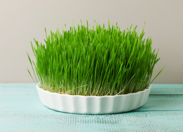 come fare sepolcri pasquali, come fare sepolcri pasqua, sepolcri pasquali grano, sepolcri pasquali lenticchie