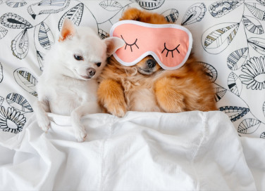 razze, cani, appartamento