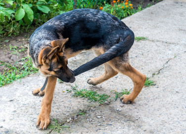 cane. morde, coda