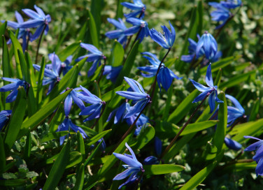 come coltivare scilla, coltivare scilla