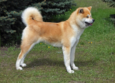 razze, cani Giappone