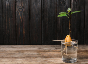 come coltivare avocado, coltivare avocado dal seme