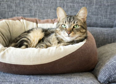 pulizia, cuccia, gatto