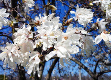come coltivare magnolia stellata, coltivazione magnolia stellata