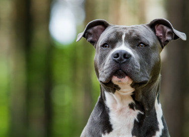 razze, cani grandi, pelo corto