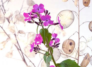 come coltivare lunaria, come coltivare monete del Papa