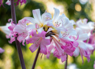 come coltivare amaryllis, coltivare amaryllis belladonna, coltivare amarillide