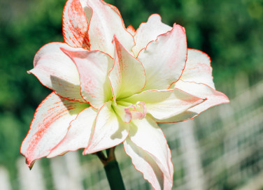 come coltivare hippeastrum , come coltivare l’ippeastro, coltivazione hippeastrum