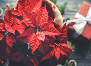 come si fa rifiorire stella natale, come far rifiorire stella natale
