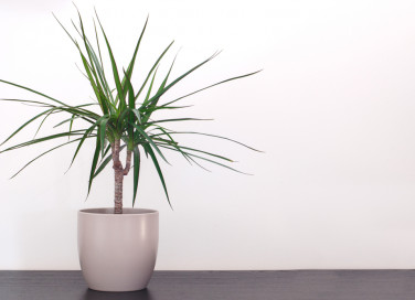 come coltivare dracena, coltivazione dracena