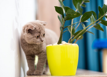 piante, pericolo, gatto