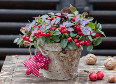 piante natalizie bacche rosse, piante natale bacche rosse