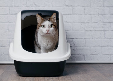 diarrea, gatto, cause