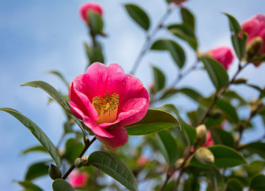 piante invernali con fiori, piante invernali, fiori invernali